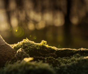 I am the green you cannot see
The tender shoots you cannot curse
The smell of sap and of sand dunes
The earthy rain, drenched in sunburst

I am the life you cannot curse
Amongst the rocks, beneath the trees
I hide until soft underfoot
Like mossy clumps under your knees

Your praying knees breaking the curse
Of green lumber drying too fast
Your praying knees calling the buds
Calling the waters from the dark

I am the northern lights of old
The ancient giant mists and hues
I am a light and a shadow
The unseen yellows and the blues

I am the life that won't let go
The running waters under bark
The winter trees that won't grow bare
The swift, the swallow and the lark

I am the fern, the pine, the sea
An emerald that won't tarnish
A tender shoot that won't be cursed
The tree that cries it is finished.

SC Dale